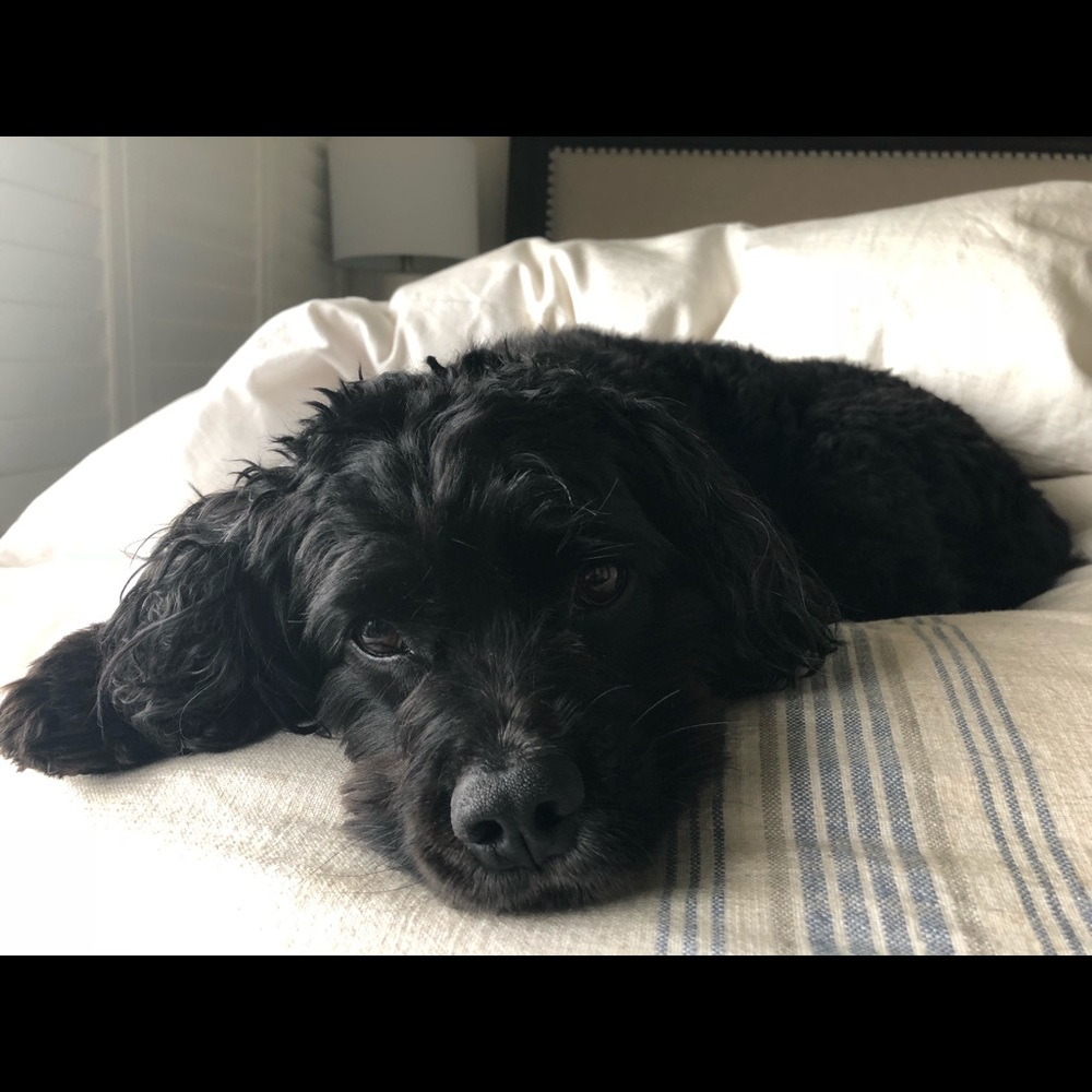 Meet your Posher, Kat